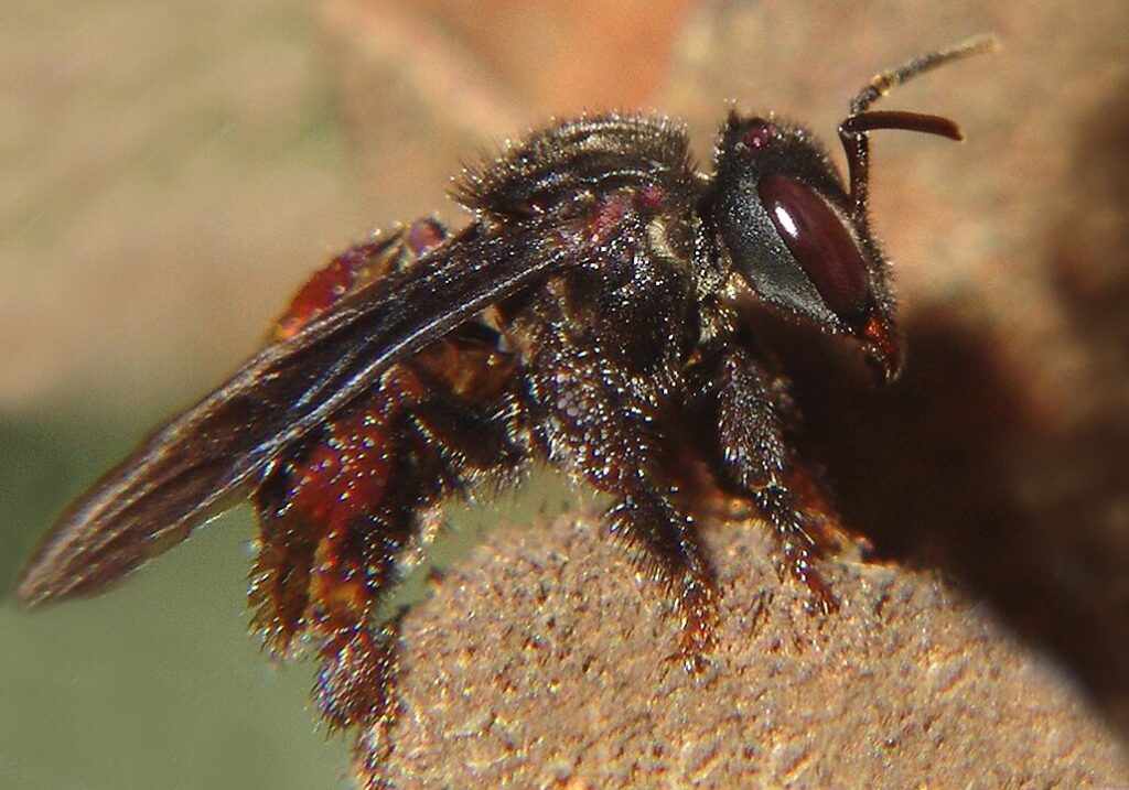 "A Trigona stingless bee at the entrance of its small wax tunnel nest in a tropical setting."