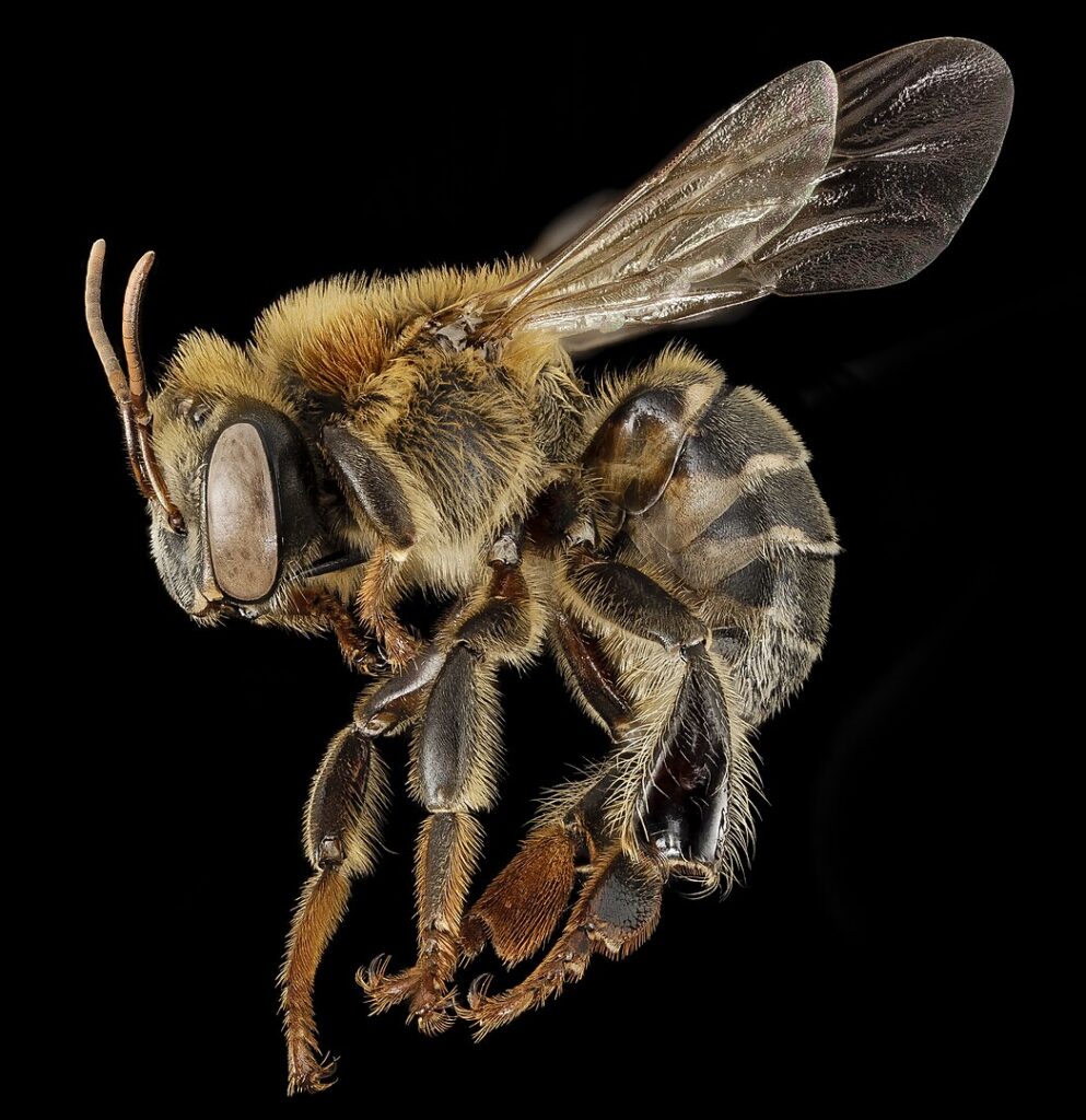 "A Melipona stingless bee near its wax nest entrance, collecting nectar in a tropical environment."