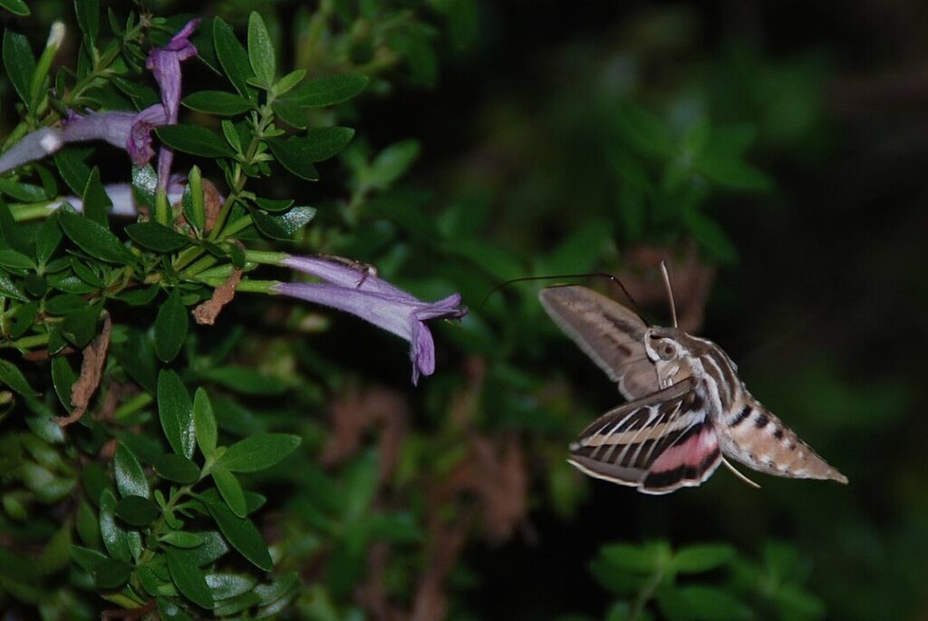 A White-lined Sphinx Moth hovering near a flower at dusk, showing its striped wings and extended proboscis.