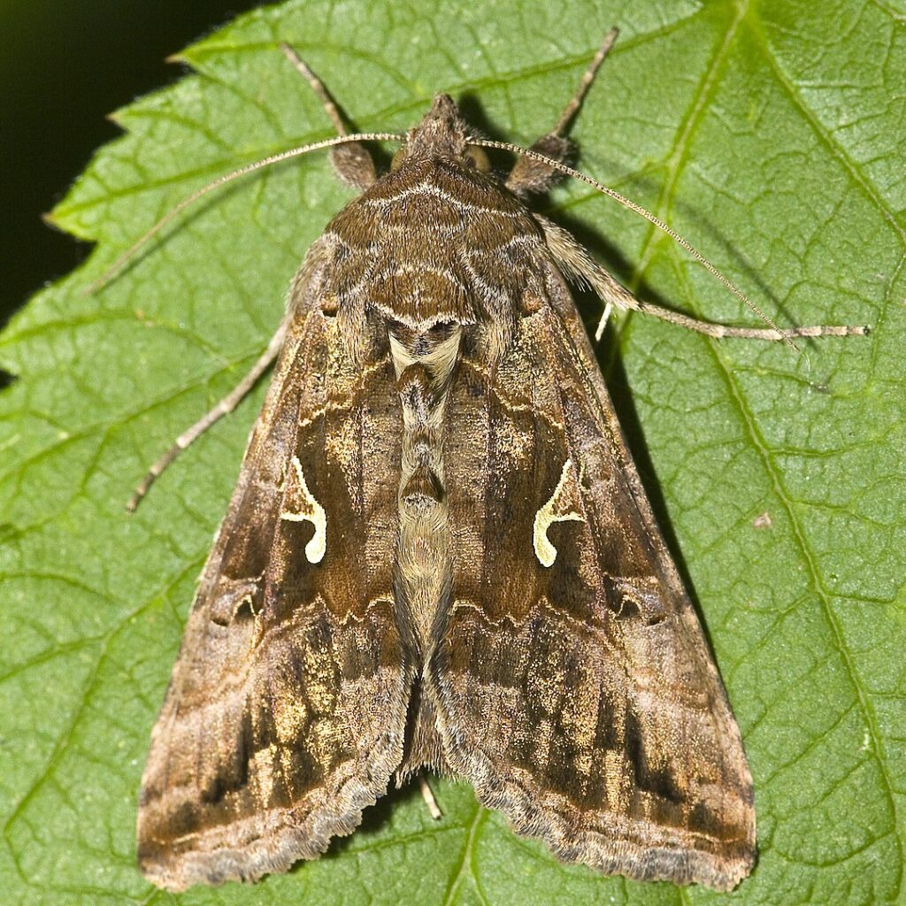 "A Silver Y Moth (Autographa gamma) resting with wings open, showing the metallic Y-shaped mark on its forewings."