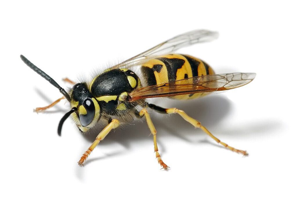 "A Vespula wasp (yellowjacket) perched near its nest entrance, showing its bold black and yellow pattern."