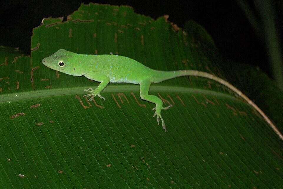 "An Anolis lizard clinging to a tree branch, showing its green skin and dewlap."