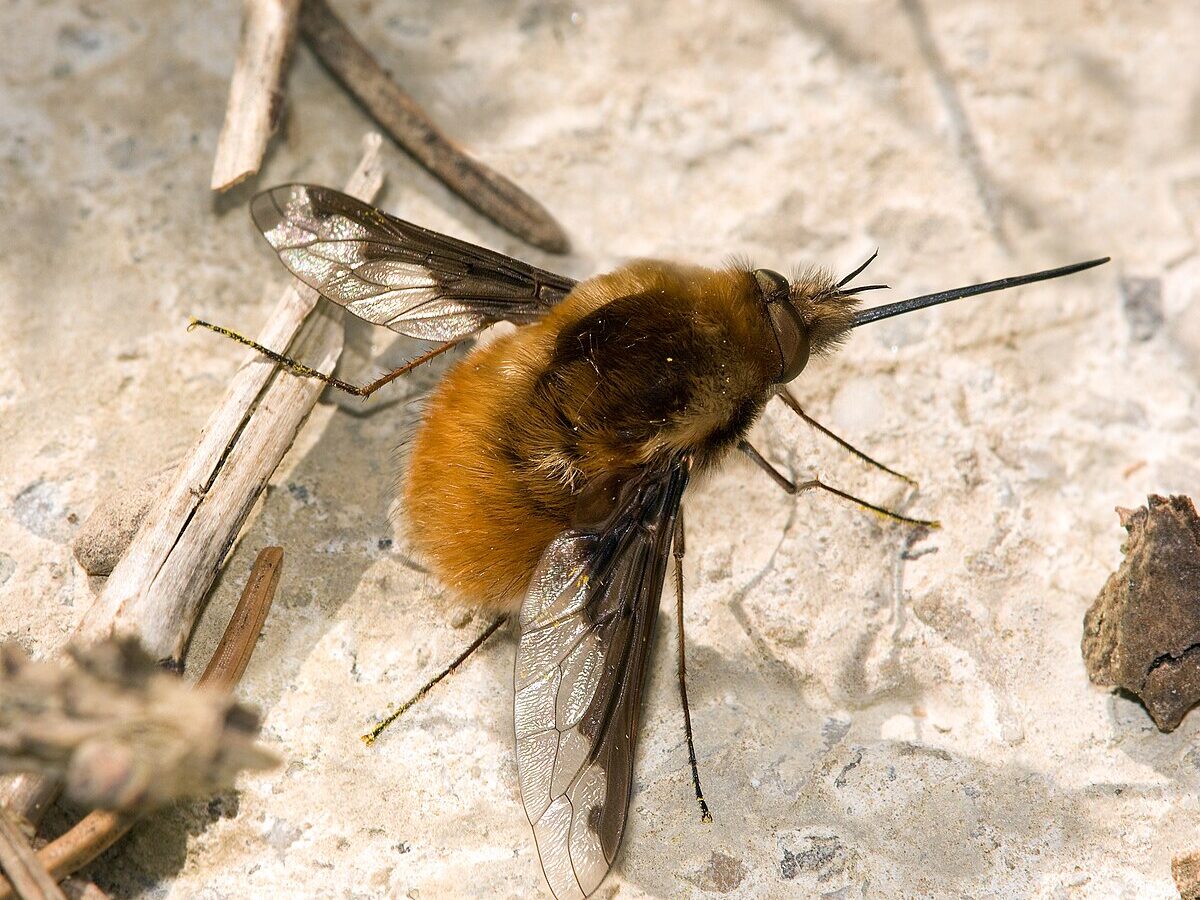 "A Bombyliidae fly hovering near a flower, resembling a bee with its furry body and long proboscis."