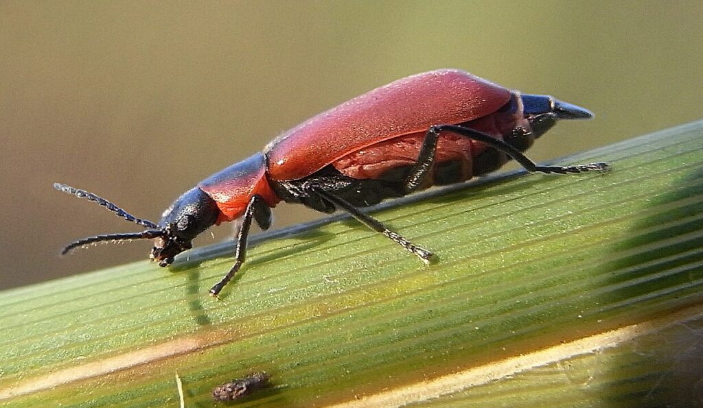 "A colorful Melyridae beetle resting on a flower petal, showing its soft wing covers and slender body."