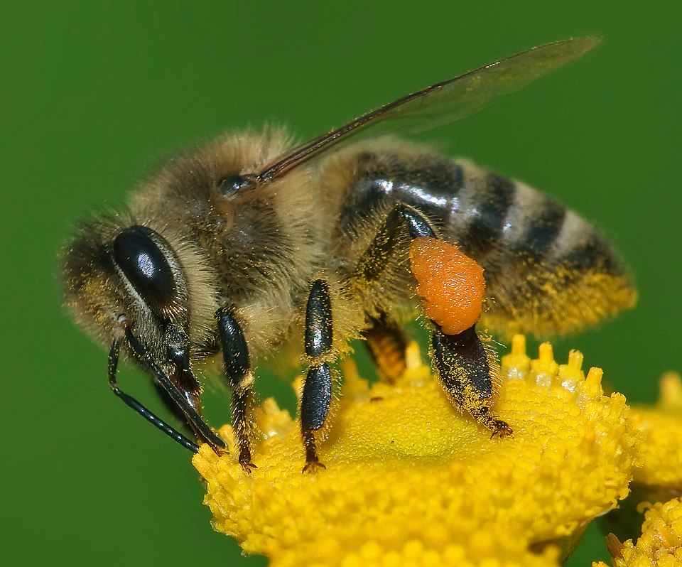 Apis mellifera (Western honey bee) collecting nectar from a flower, with pollen visible on its legs.