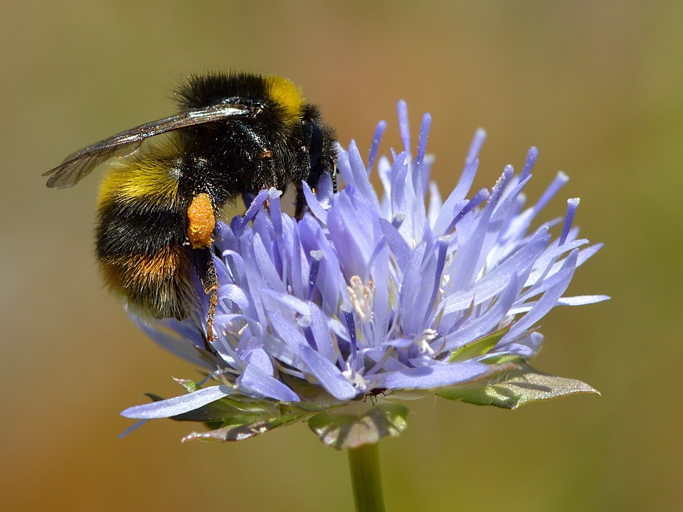 "A bumblebee (Bombus) covered in pollen while foraging on a wildflower."