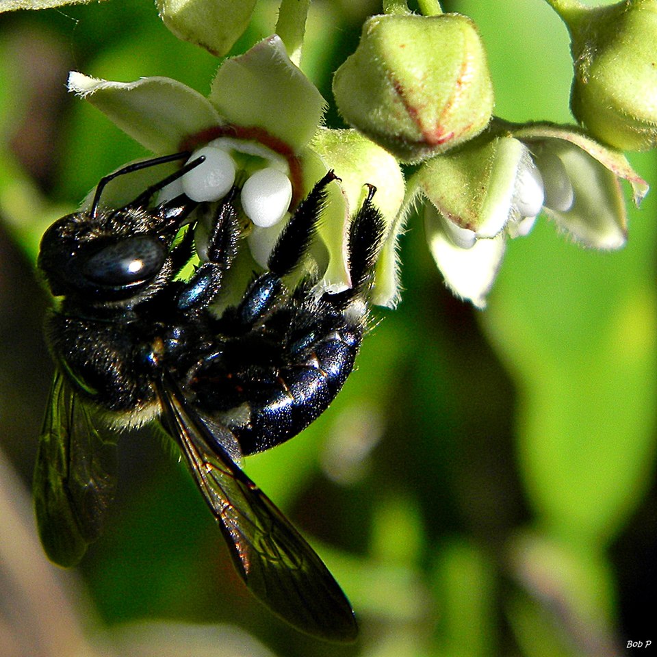 "A carpenter bee (Xylocopa) perched on wood near its nest tunnel, with a shiny black abdomen and fuzzy thorax."