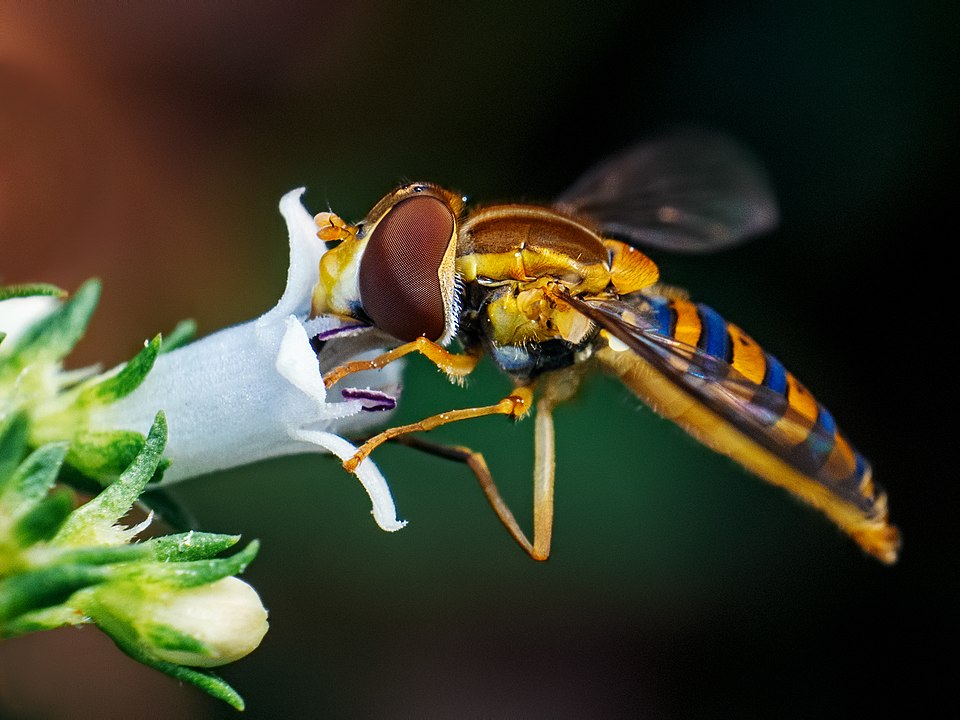 "A Syrphid fly hovering above a flower, resembling a small bee with yellow and black stripes."