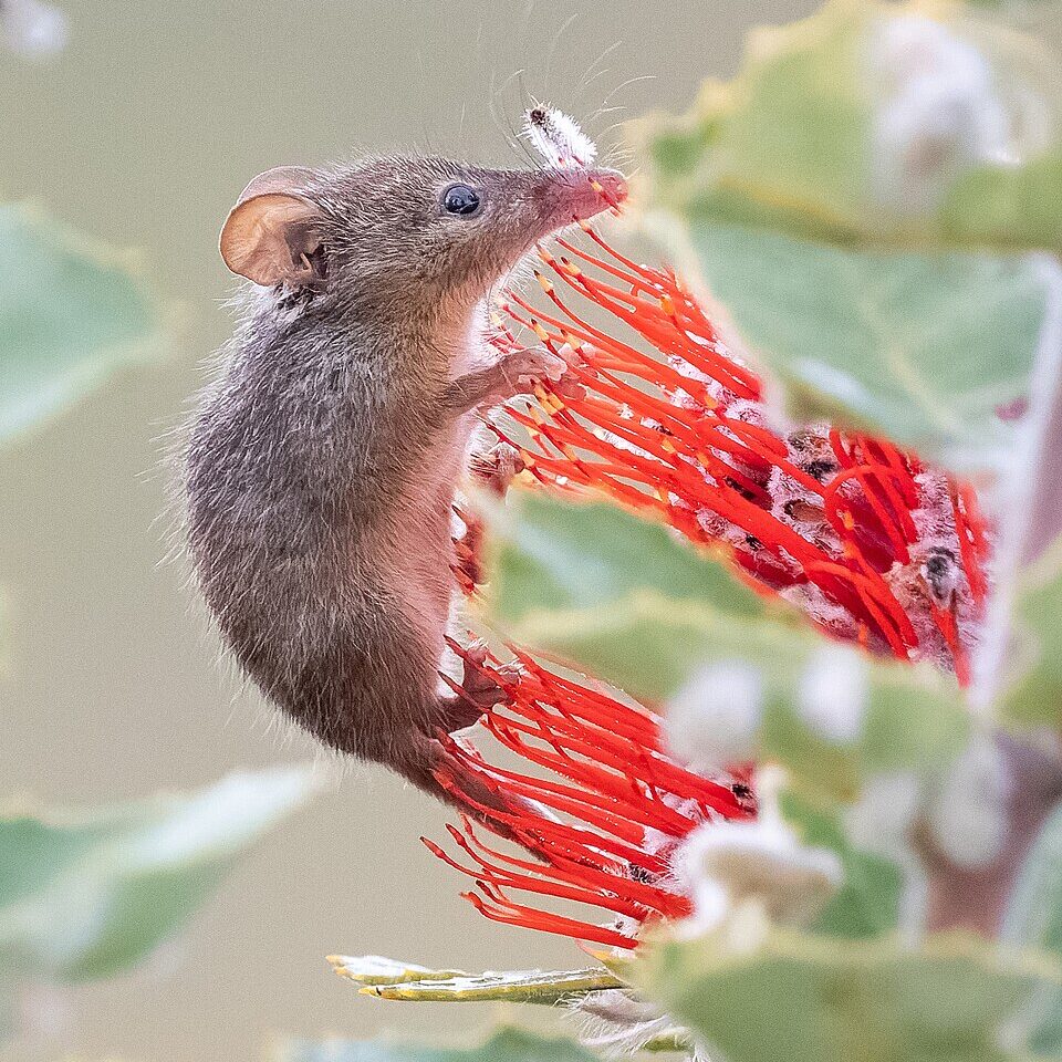 "A honey possum feeding on nectar from a flower, showing its small size and delicate features."