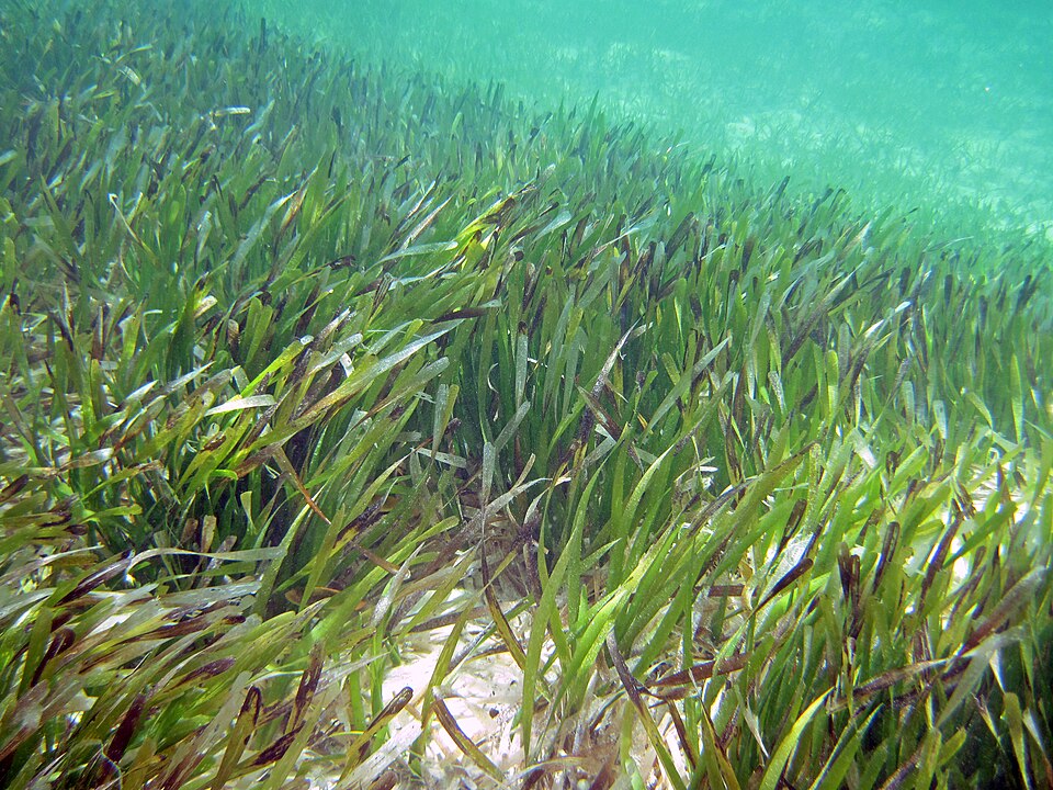 Underwater photo of Thalassia testudinum, a vital ocean seagrass