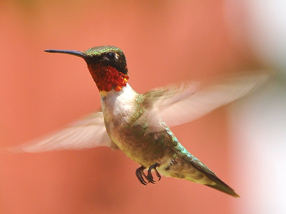 "A male Ruby-throated Hummingbird in flight, displaying its iridescent red throat and green plumage."