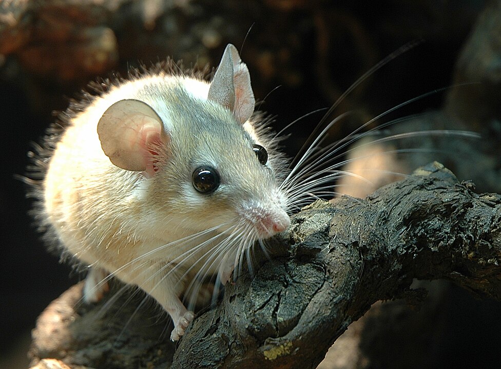 A small Neacomys spinosus (spiny mouse) sitting on forest floor leaves, showing its spiky fur and curious expression.