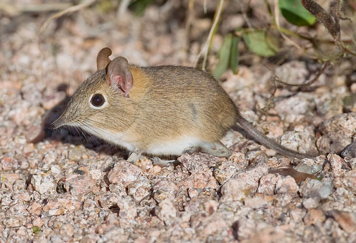 "Close-up of an elephant shrew in its natural habitat, showing its distinctive long nose and small size."