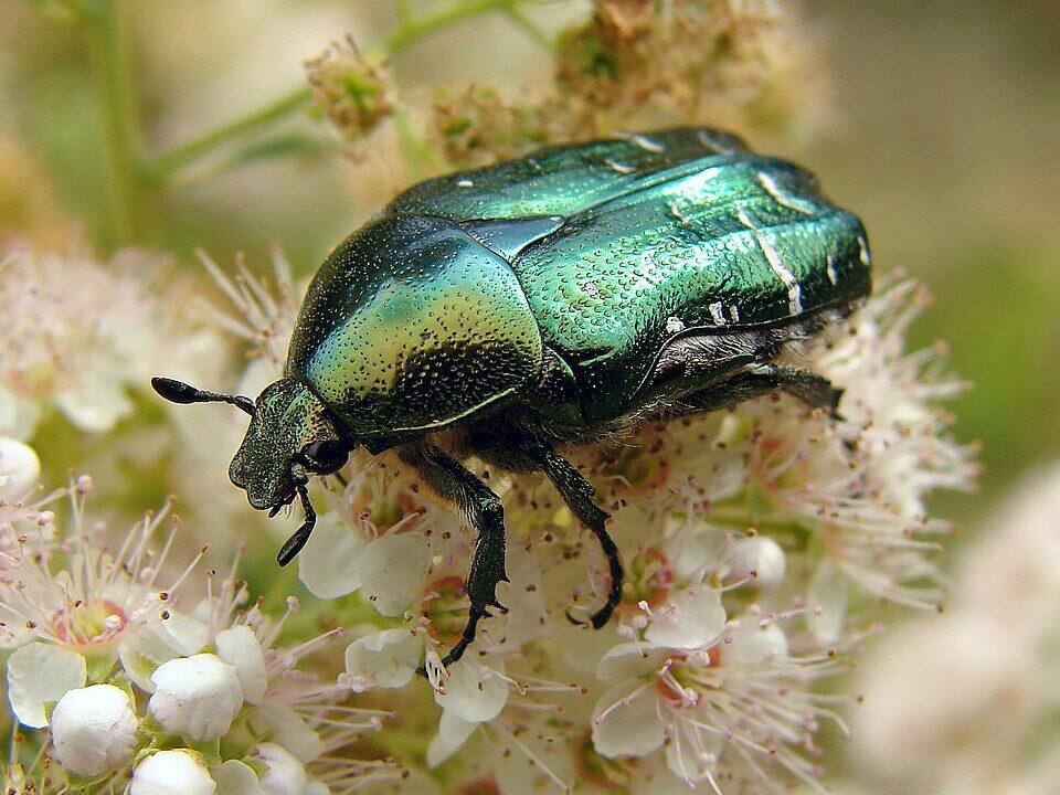 "A metallic green Rose Chafer Beetle (Cetonia aurata) feeding on a flower in daylight."