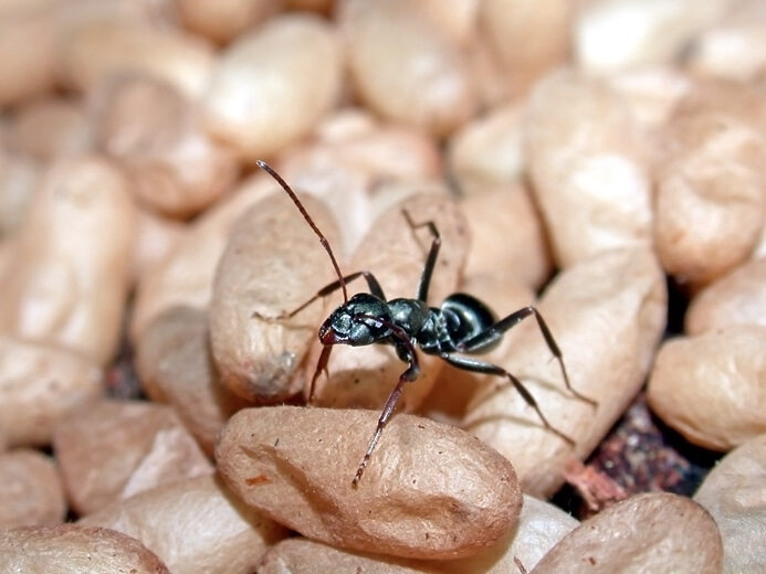 Close-up of a Formica ant in a forest setting