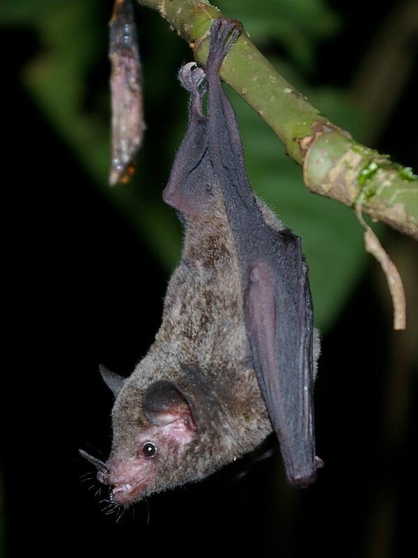 "Pallas's Long-tongued Bat feeding from a flower, extending its long tongue to collect nectar."