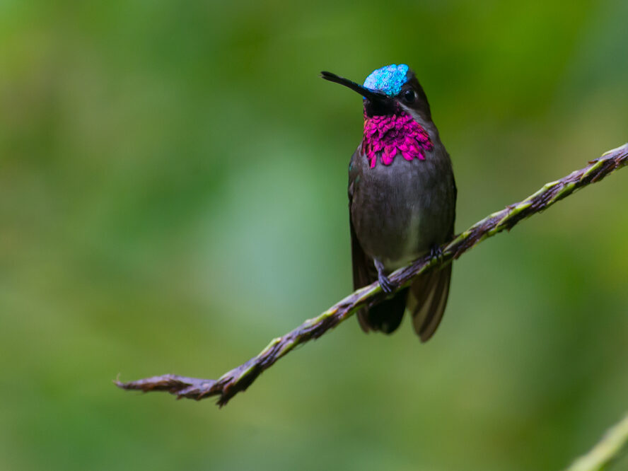 "A Long-billed Starthroat perched on a branch, showing its iridescent throat and long slender bill."