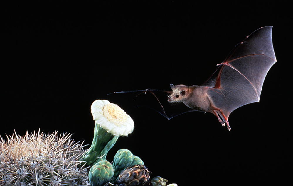 "Southern Long-nosed Bat hovering near a cactus flower, extending its long snout to feed on nectar."