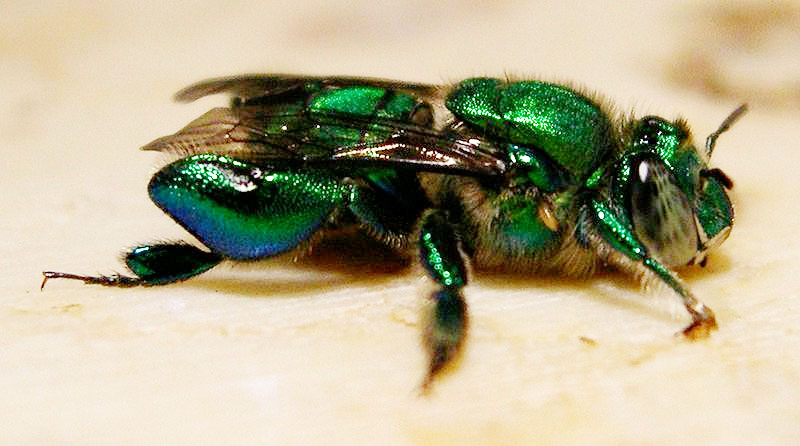 "A metallic green Euglossa bee collecting scent compounds from an orchid flower."