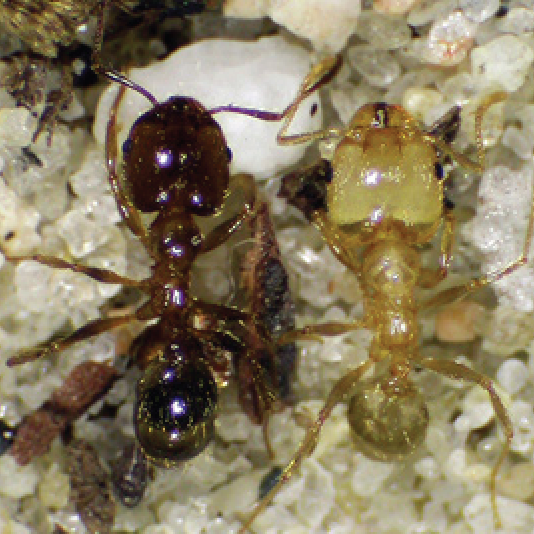 Pheidole ant showing major and minor worker castes