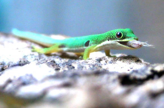 A vibrant green Phelsuma day gecko on a leaf, with red markings and bright eyes.