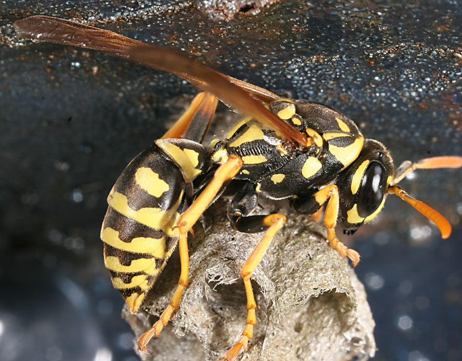"A Polistes paper wasp on its open comb nest, with visible hexagonal cells and slender body."