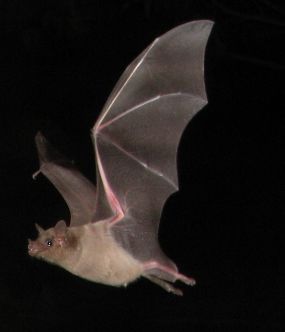 "A Tube-lipped Nectar Bat hovering near a tubular flower, displaying its long tongue and large wings."