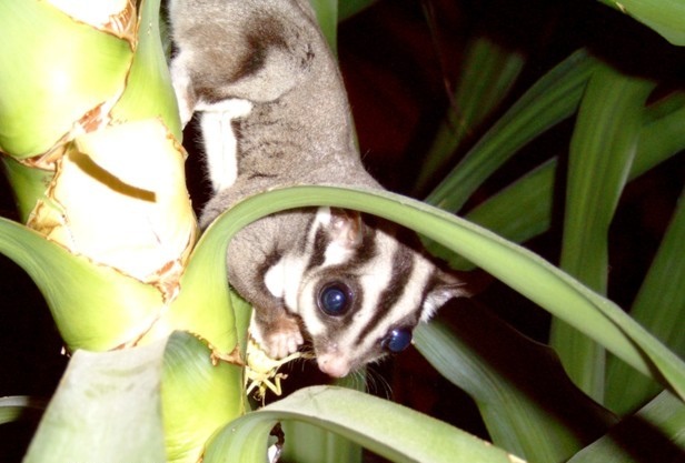 "A cute sugar glider perched on a branch, showing its characteristic gliding membrane and large eyes."