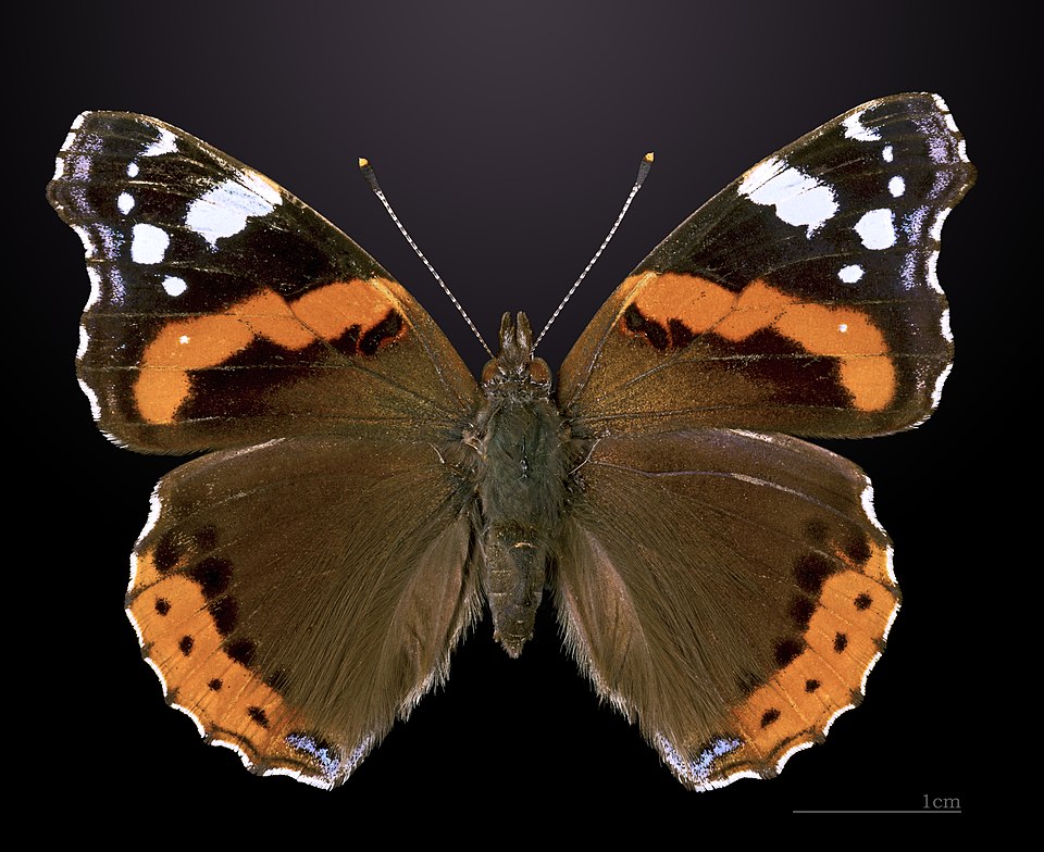 A Red Admiral butterfly (Vanessa atalanta) perched on a flower, showing its vivid red and black wing pattern.