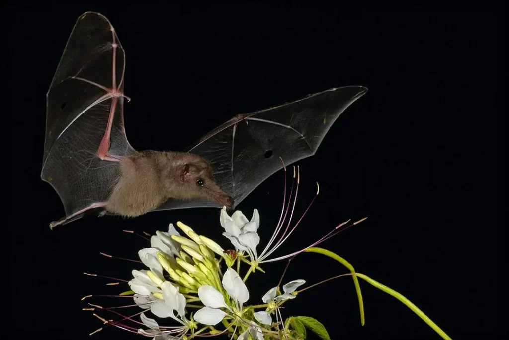 "A Harrison's Long-tongued Bat hovering near a flower, displaying its long tongue and large ears."