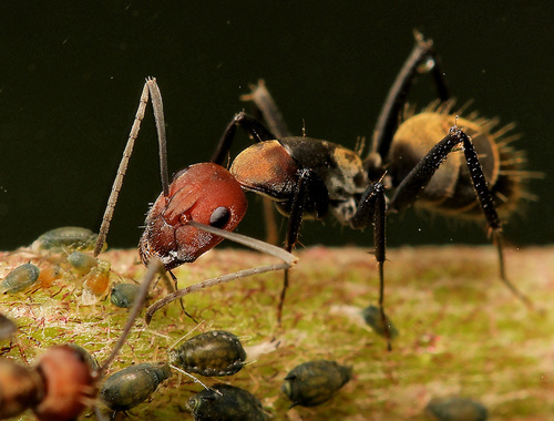 Close-up of Camponotus carpenter ants on wood, showing their size and distinctive coloration.
