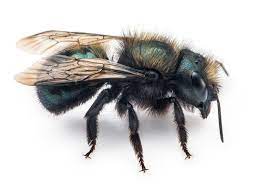 "A blue-green Osmia mason bee entering a hollow stem to build its nest."