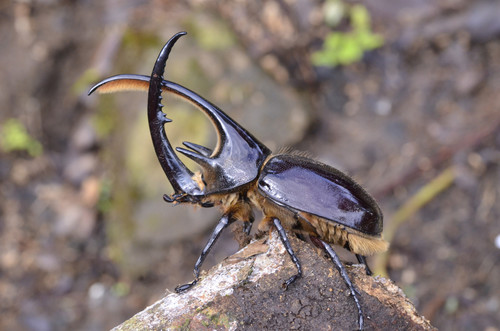 A Scarabaeidae beetle rolling a ball of dung, showcasing its distinctive body shape and powerful legs.