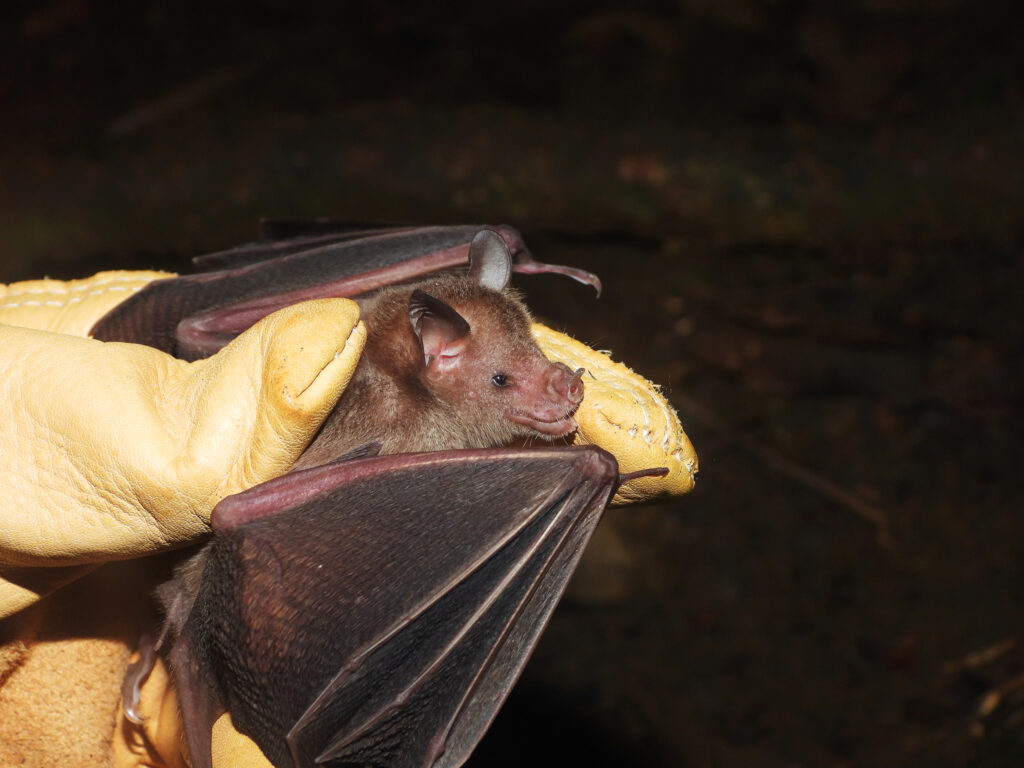 A Buffy Flower Bat hovering near a flower at night, showing its short snout and large eyes.