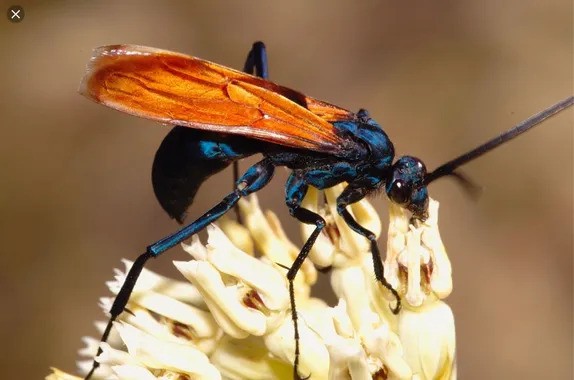 "A vivid blue-black Pepsis wasp (tarantula hawk) walking on the ground, with orange wings spread."