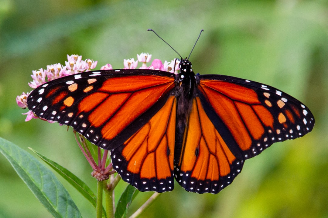 "A Monarch Butterfly (Danaus plexippus) resting on a flower, showcasing its orange and black wings with white spots."